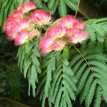 Seidenbaum, Seidenakazie (Albizia) rosa Blüten