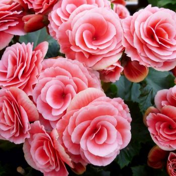 Blütenbegonie (Begonia) rosa