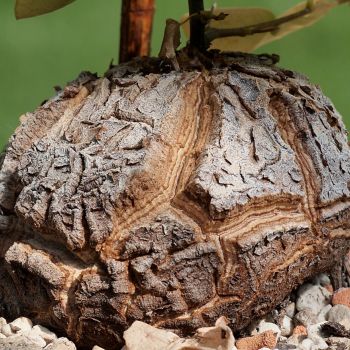 Knolle der Schildkrötenpflanze (Dioscorea elephantipes)