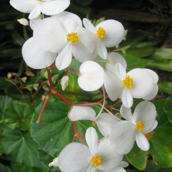 Eisbegonien (Begonia semperflorens) weiß