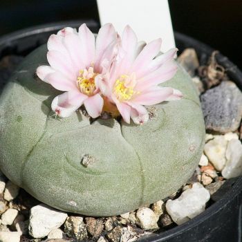 Peyote-Kaktus (Lophophora williamsii) mit Blüten