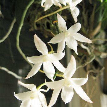 Blüten der Aerangis biloba