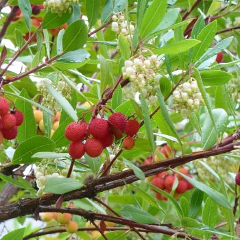 Erdbeerbaum (Arbutus unedo) Früchte & Blüten