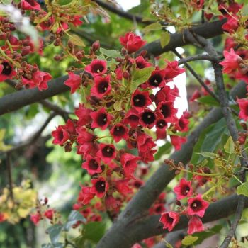Blüten vom Flaschenbaum (Brachychiton)