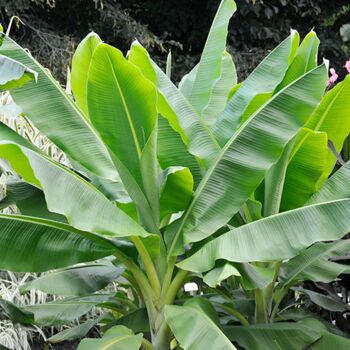 Bananenpflanze (Musa)