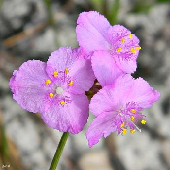 Blüten der Callisia ornata