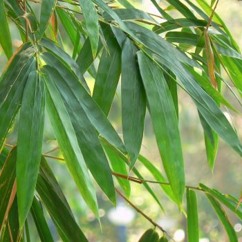 Blätter vom Bambus