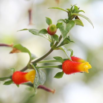 Manettie (Manettia) Blüten