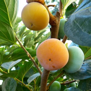 Kakibaum (Diospyros kaki) mit Früchten
