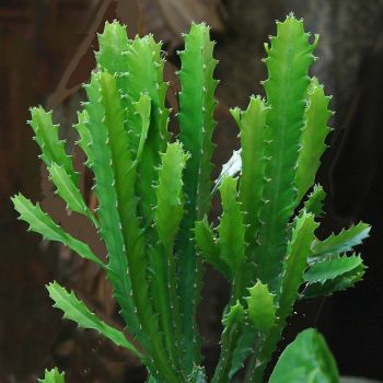 Wolfsmilch (Euphorbia trigona)