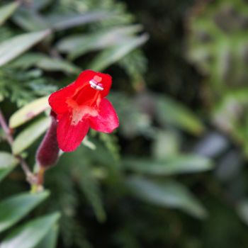 Schamblume (Aeschynanthus radicans) Blüte