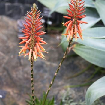 Aloe Blüten