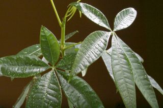 Pachira pflanze