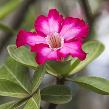 Blüte der Wüstenrose (Adenium obesum)