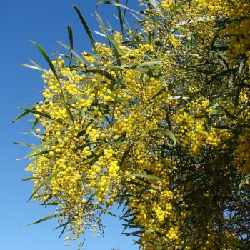 Akazie (Acacia macradenia)