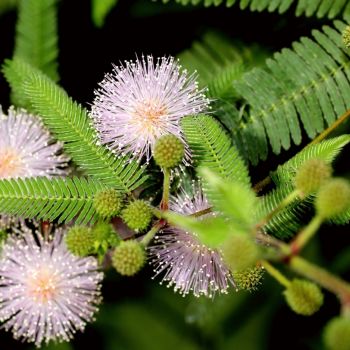Blüten der Mimose (Mimosa pudica)