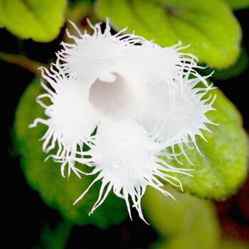 Blüte der Alsobia dianthiflora