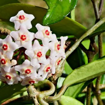 Wachsblume (Hoya carnosa)