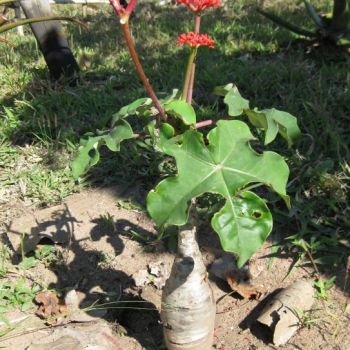 Flaschenpflanze (Jatropha podagrica)