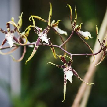 Spinnenorchidee (Brassia spec.) Blüten