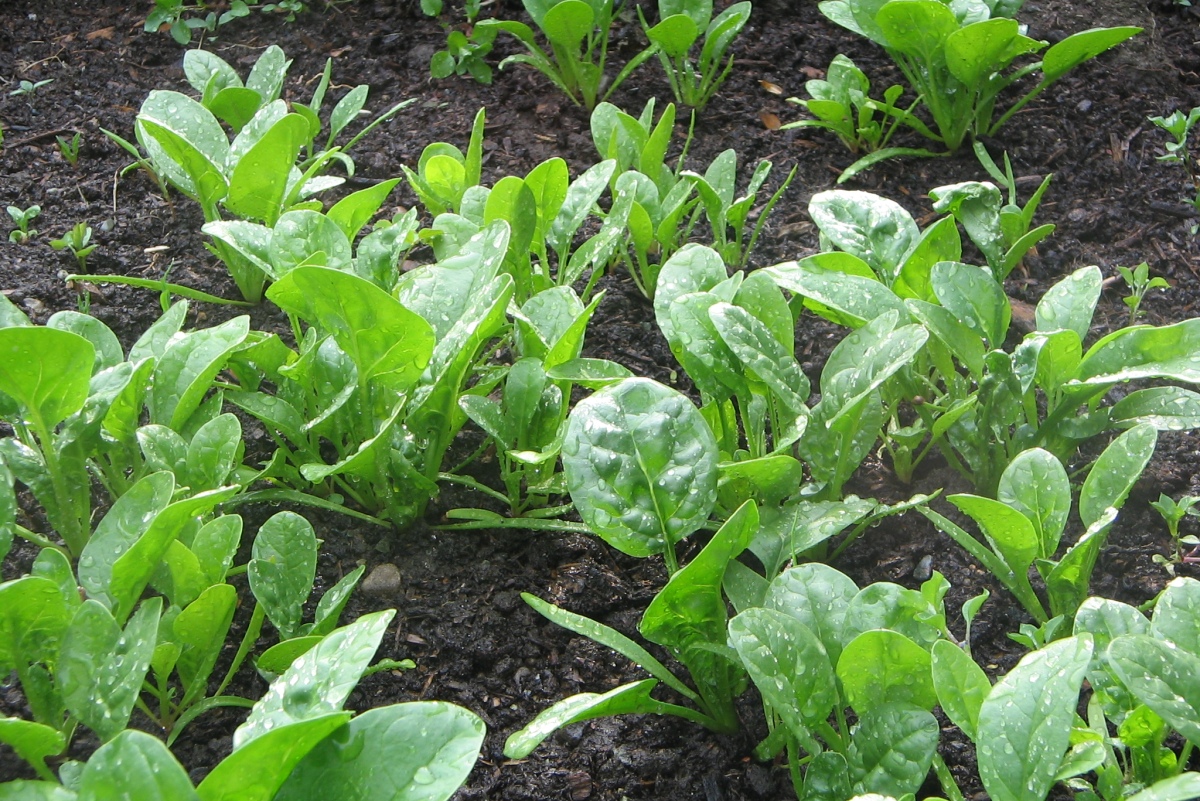 Spinat &amp; Mangold anbauen » Aussaat &amp; Pflege im Garten - Majas Pflanzenwelt