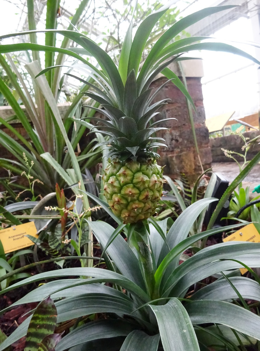 Ananas-Pflanze (Ananas) » Pflege &amp; Vermehrung - Majas Pflanzenwelt